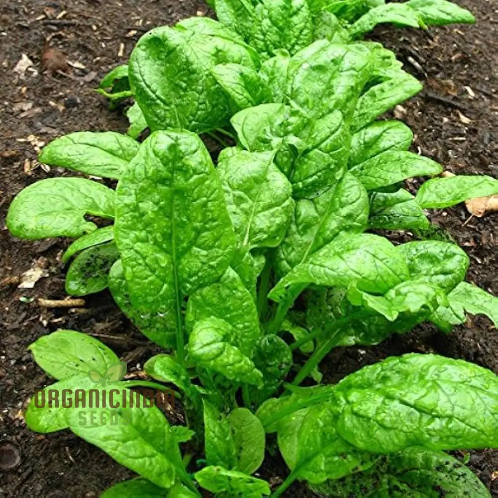 Nobel Spinach Vegetable Seeds For Planting, High-Quality Seeds for Gardening, Premium Garden Seeds - Image 3