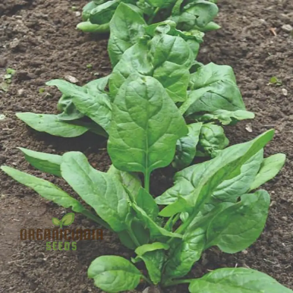 Nobel Spinach Vegetable Seeds For Planting, High-Quality Seeds for Gardening, Premium Garden Seeds - Image 4