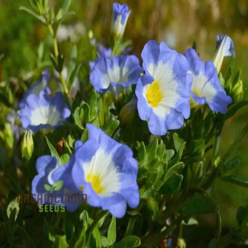 Nolana Blue Bird Seeds - Grow Stunning Blue Flowers in Your Garden with Nolana Blue Bird