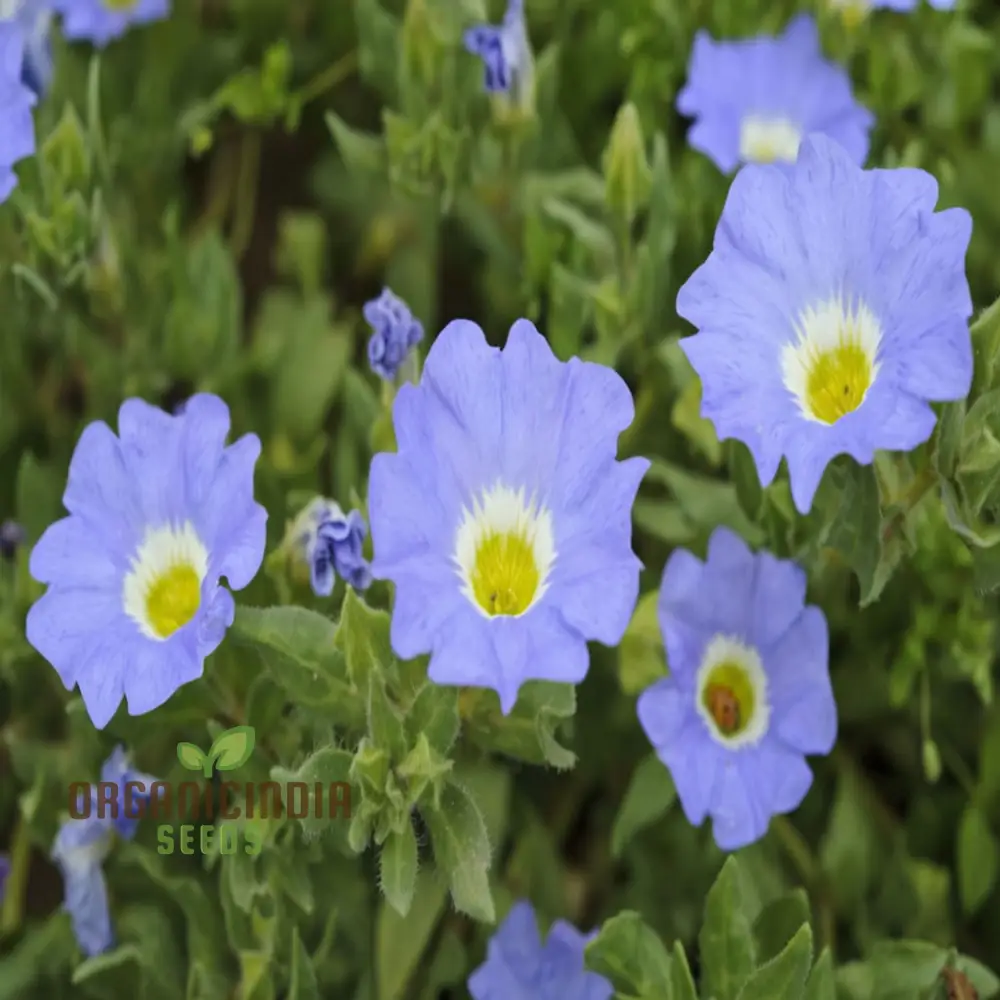 Nolana Blue Bird Seeds - Grow Stunning Blue Flowers in Your Garden with Nolana Blue Bird - Image 3