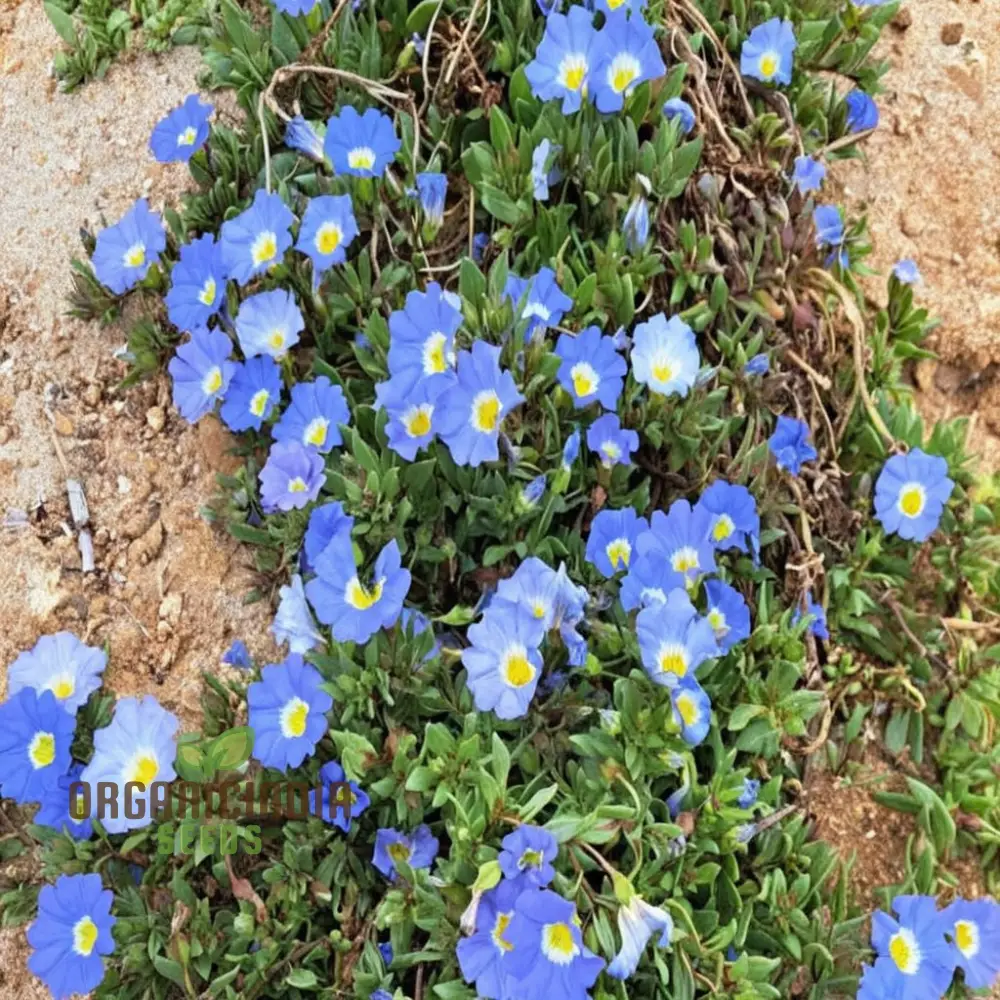 Nolana Blue Bird Seeds - Grow Stunning Blue Flowers in Your Garden with Nolana Blue Bird - Image 4