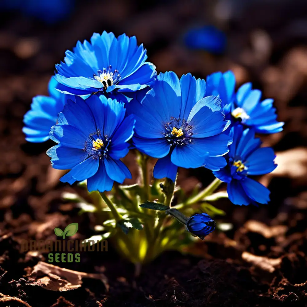 Blue Marigold Flower Seeds - Rare Indigo Blooms for Distinctive Garden Charm - Image 3