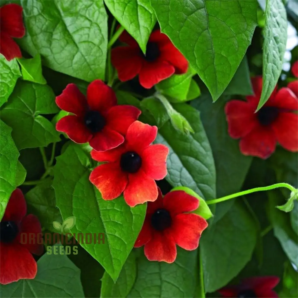Red Thunbergia Alata Flower Seeds, Vibrant Blooms for Cascading Garden Splendor