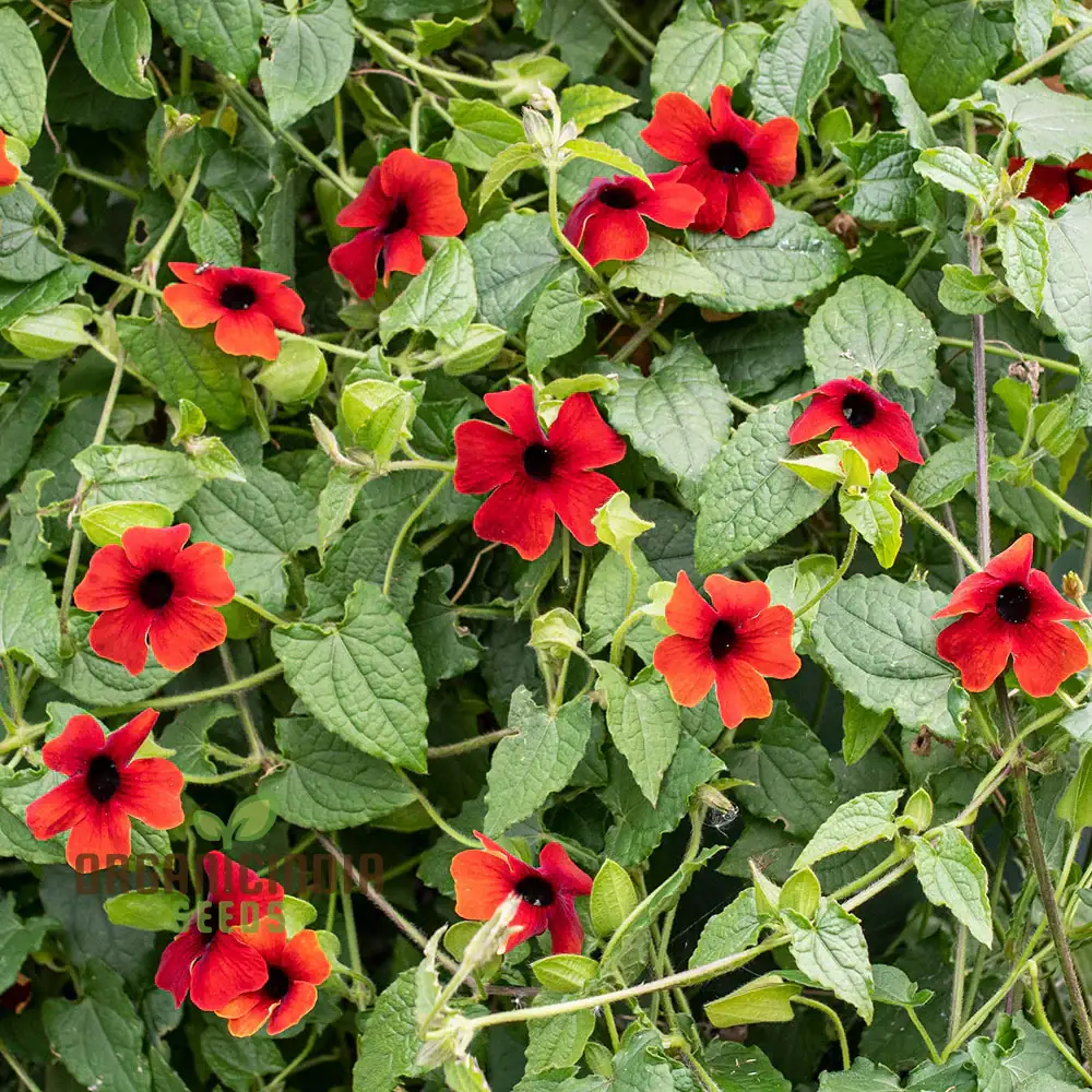 Red Thunbergia Alata Flower Seeds, Vibrant Blooms for Cascading Garden Splendor - Image 3