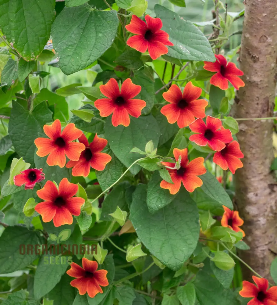 Red Thunbergia Alata Flower Seeds, Vibrant Blooms for Cascading Garden Splendor - Image 4