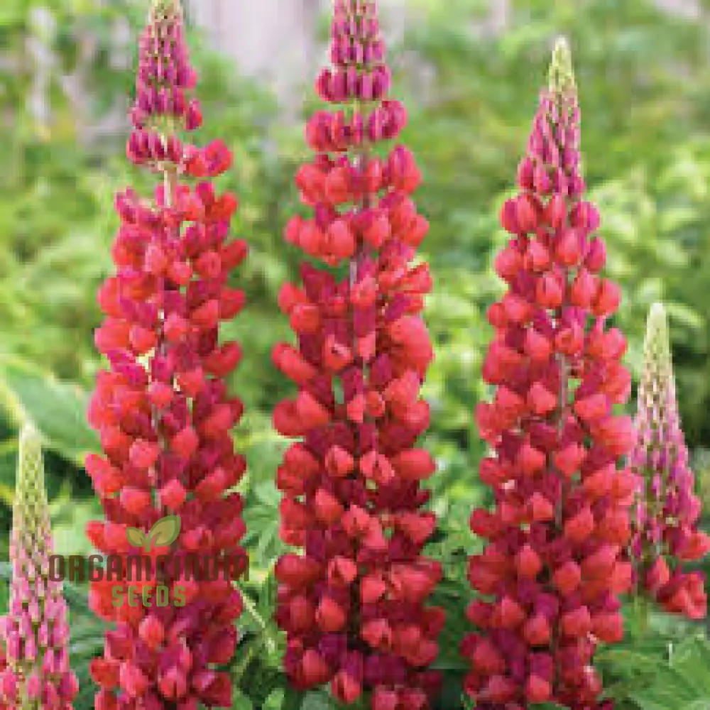 Non-GMO Red Lupin Seeds, High-Quality Red Lupine Plant Seeds, Generic Lupin Seeds 20pcs, Lupin Garden Seeds