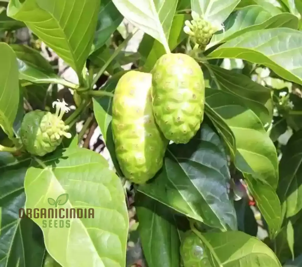 Noni Cheese Fruit Tree Seeds