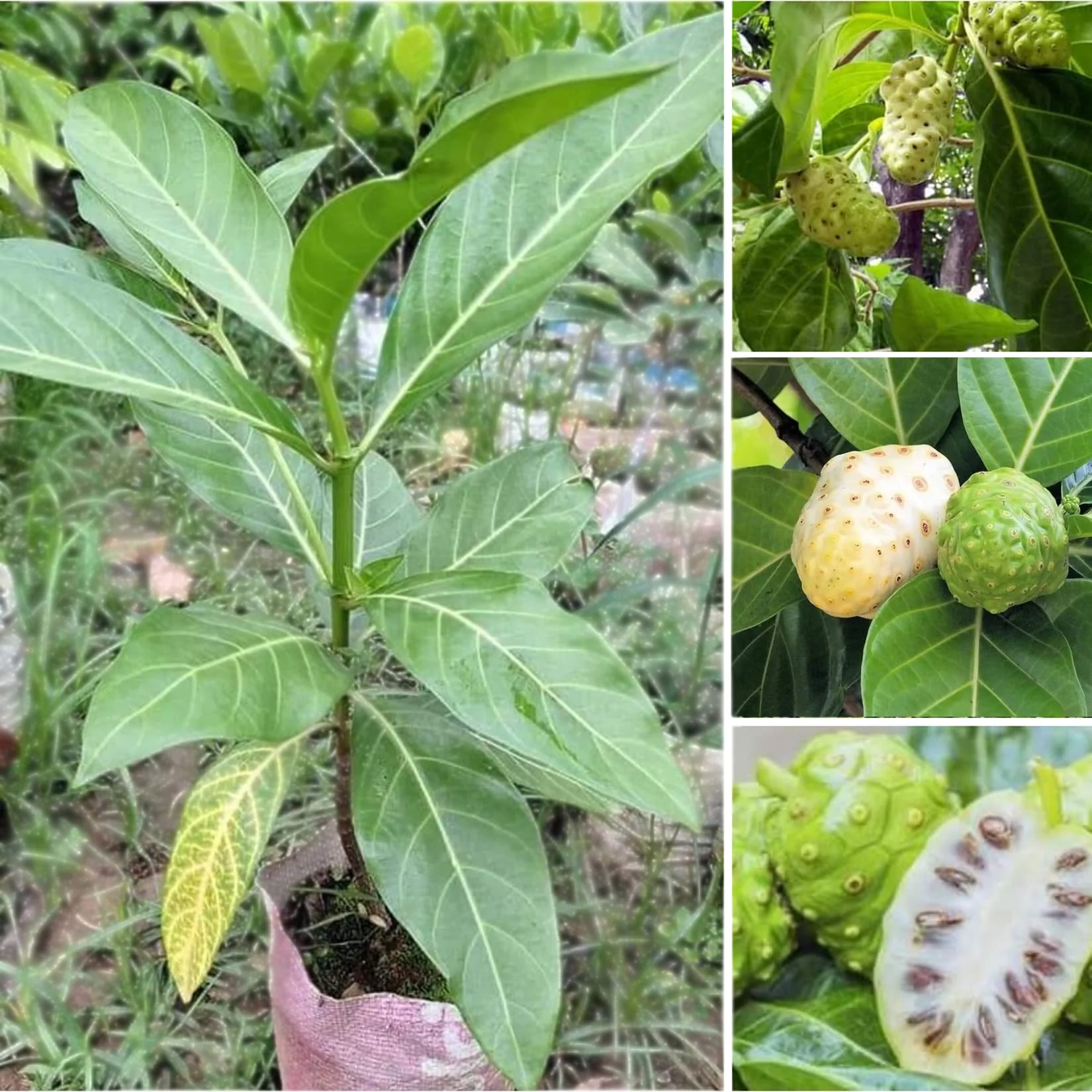 Noni Cheese Fruit Tree Seeds - Image 2