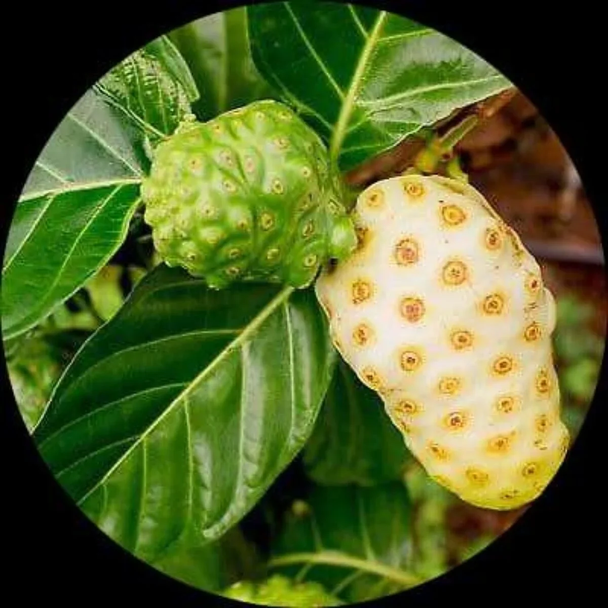 Noni Cheese Fruit Tree Seeds - Image 4