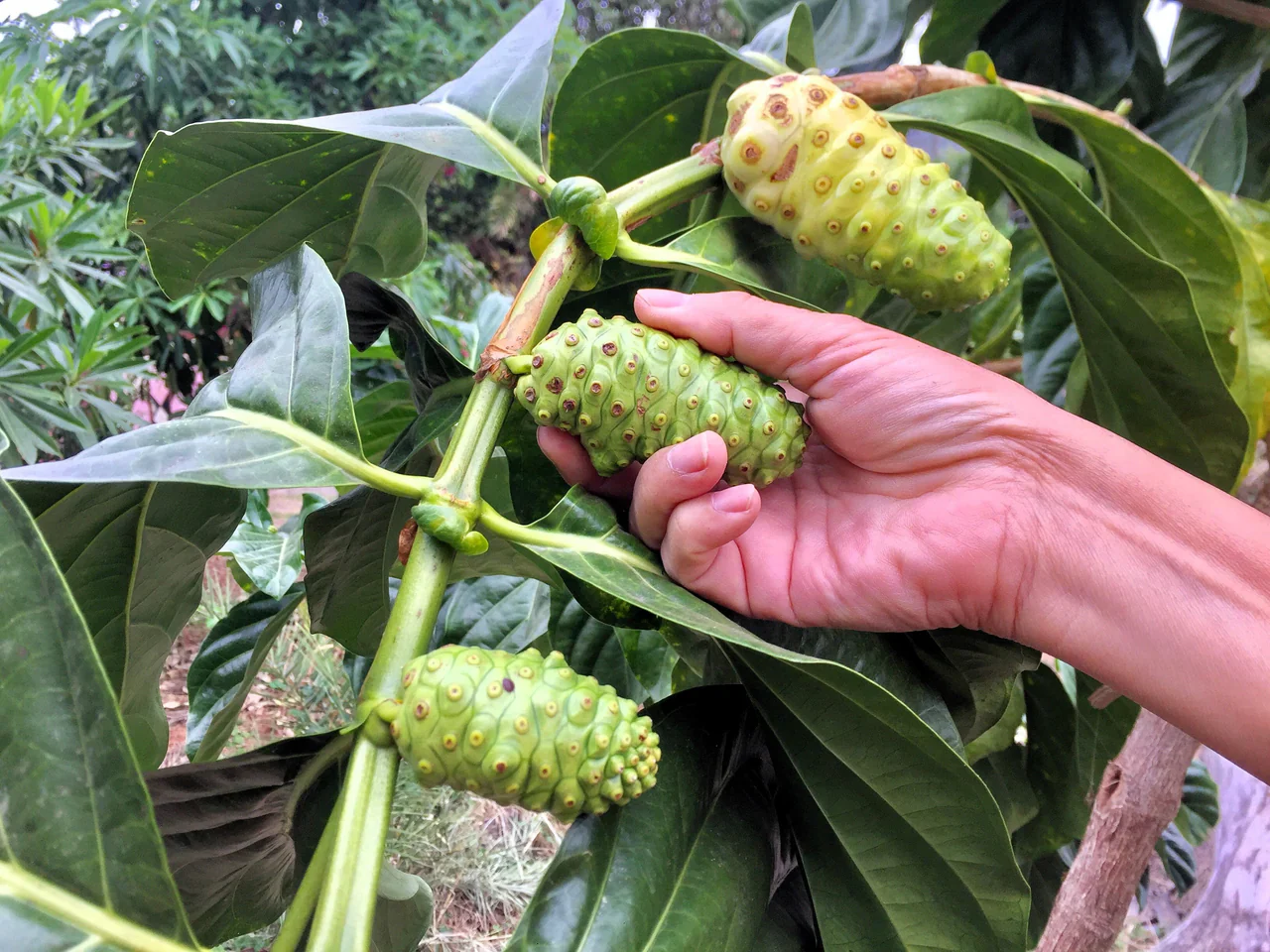 Noni Cheese Fruit Tree Seeds - Image 5