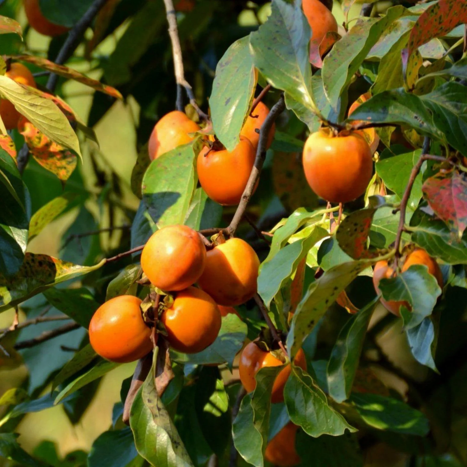 North American Persimmon (Diospyros virginiana) – Seeds