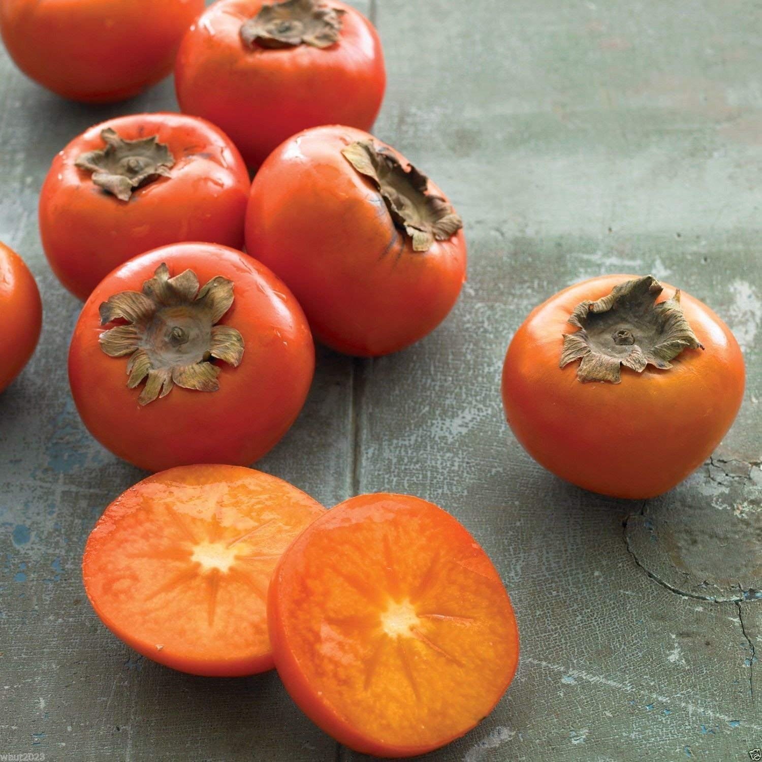 North American Persimmon (Diospyros virginiana) – Seeds - Image 3