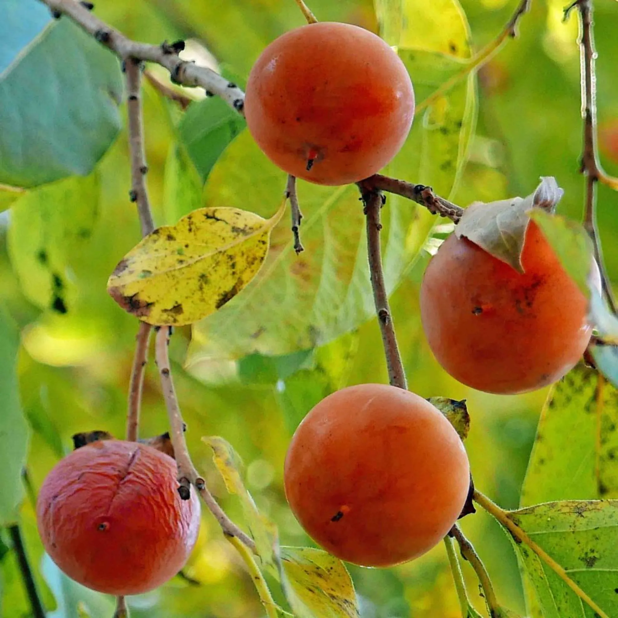 North American Persimmon (Diospyros virginiana) – Seeds - Image 4