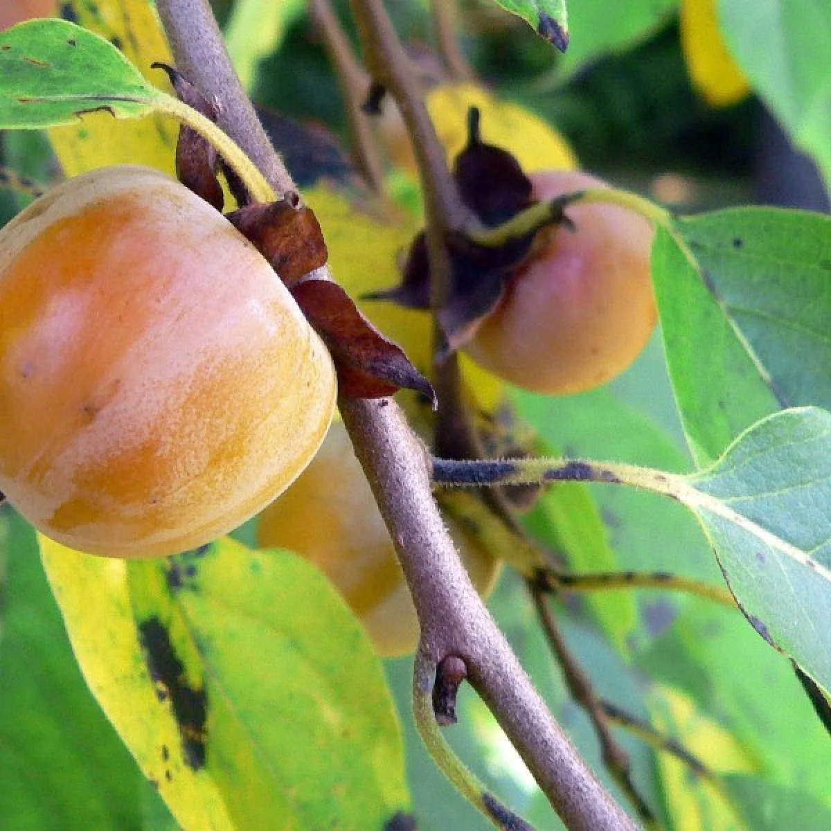 North American Persimmon (Diospyros virginiana) – Seeds - Image 5