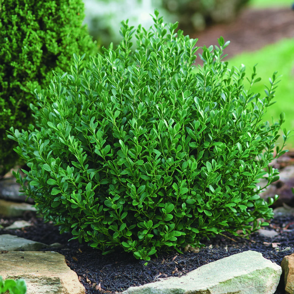 Northern Charm Boxwood Seeds – Cold-Hardy Evergreen Shrub for Year-Round Beauty - Image 2