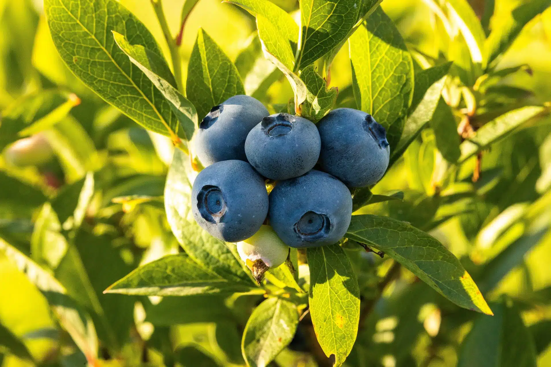 Northern Highbush Blueberry Fruit Seeds - Image 4