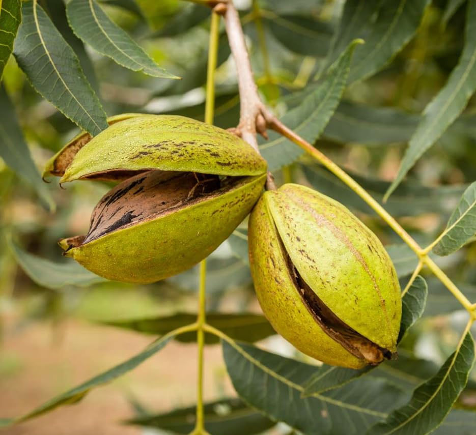 Northern Pecan (Carya illinoinensis) – Seeds