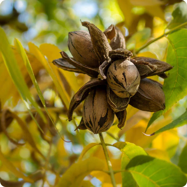 Northern Pecan (Carya illinoinensis) – Seeds - Image 2