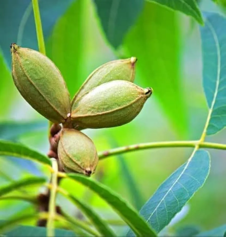 Northern Pecan (Carya illinoinensis) – Seeds - Image 4
