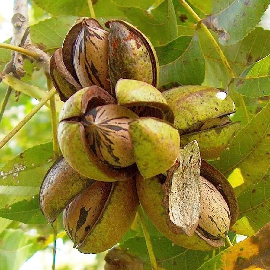 Northern Pecan (Carya illinoinensis) – Seeds - Image 5