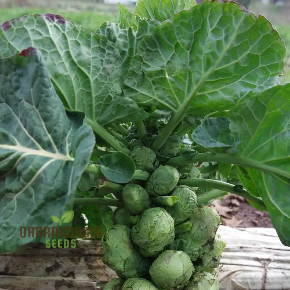 Embrace Nature's Bounty - Cultivate Tender Cabbage Sprouts from Seed to Plate