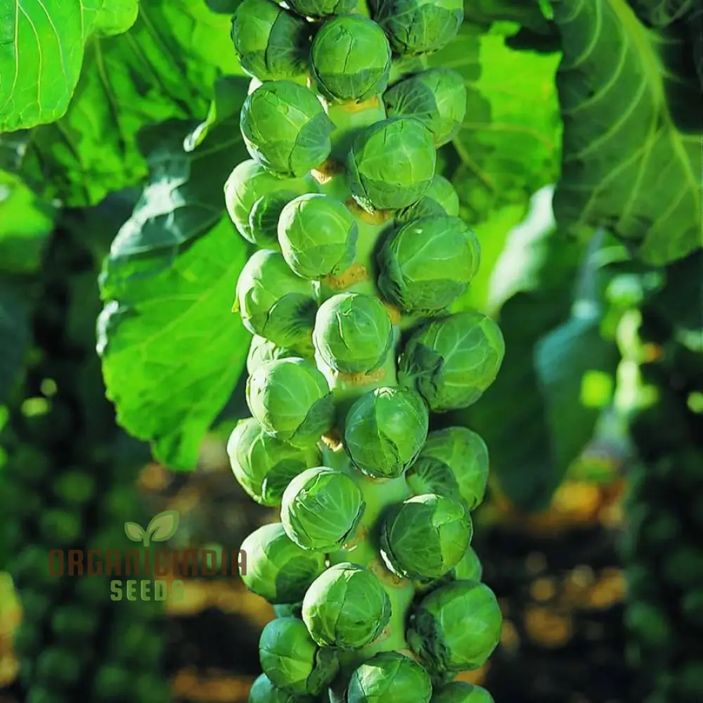 Embrace Nature's Bounty - Cultivate Tender Cabbage Sprouts from Seed to Plate - Image 3