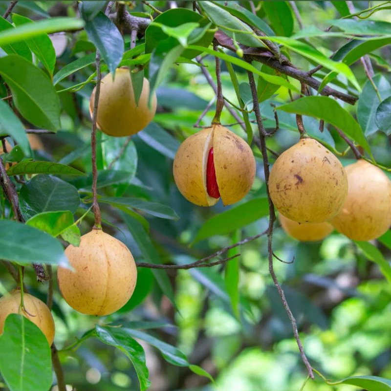 Nutmeg Tree Seeds
