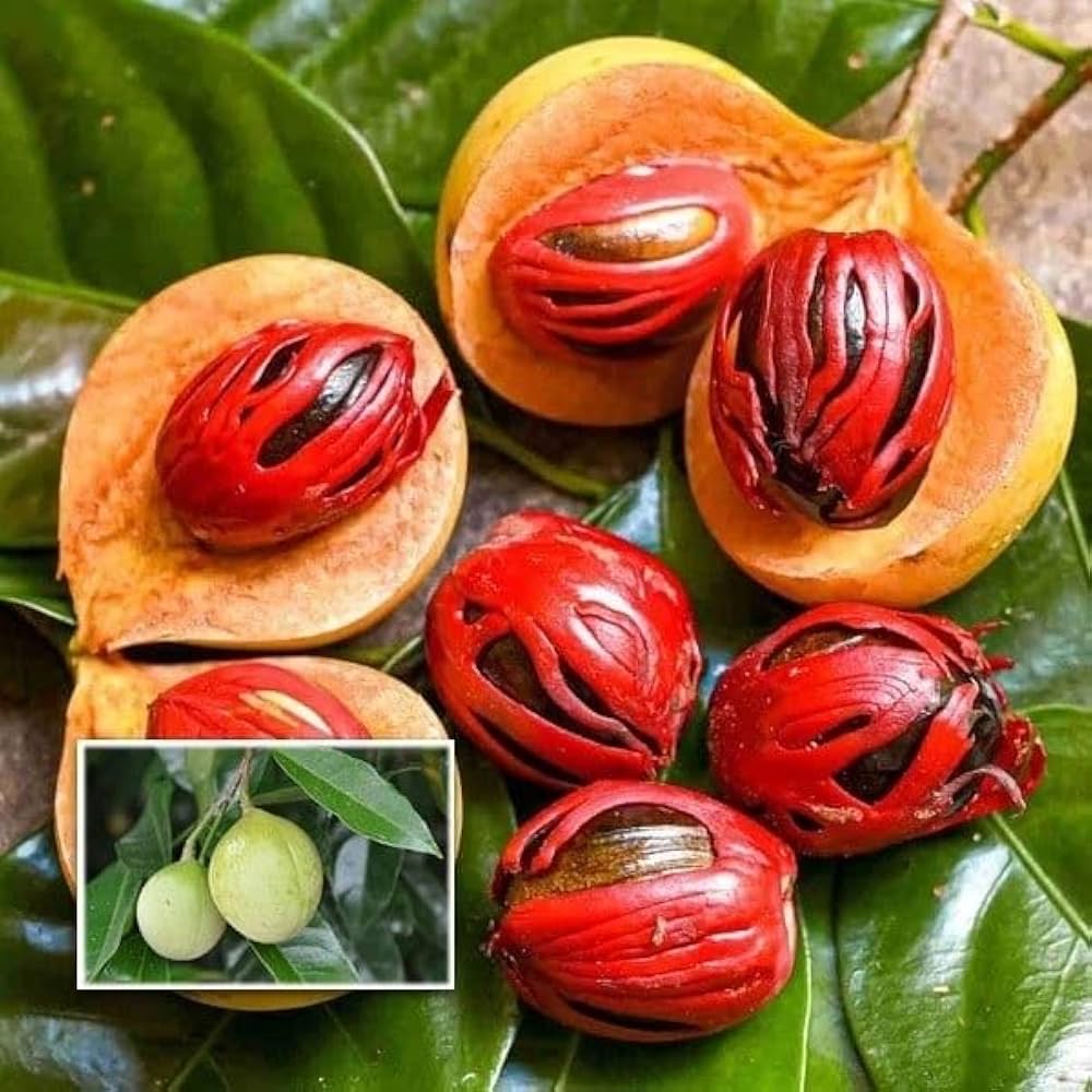 Nutmeg Tree Seeds - Image 2