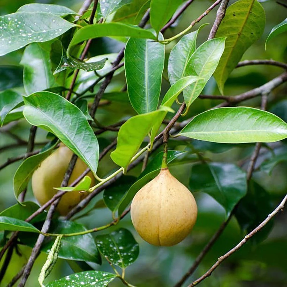 Nutmeg Tree Seeds - Image 4