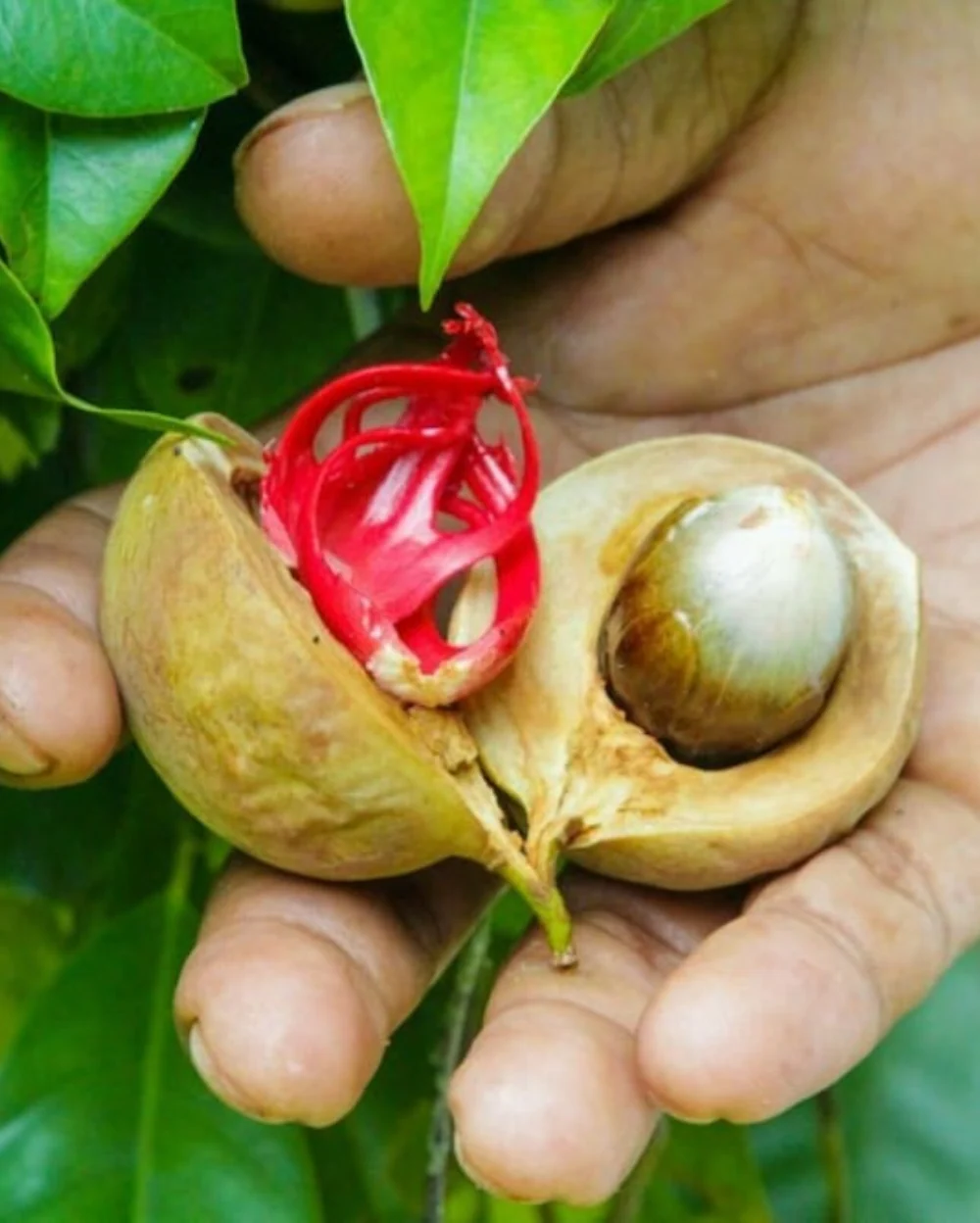 Nutmeg Tree Seeds - Image 5
