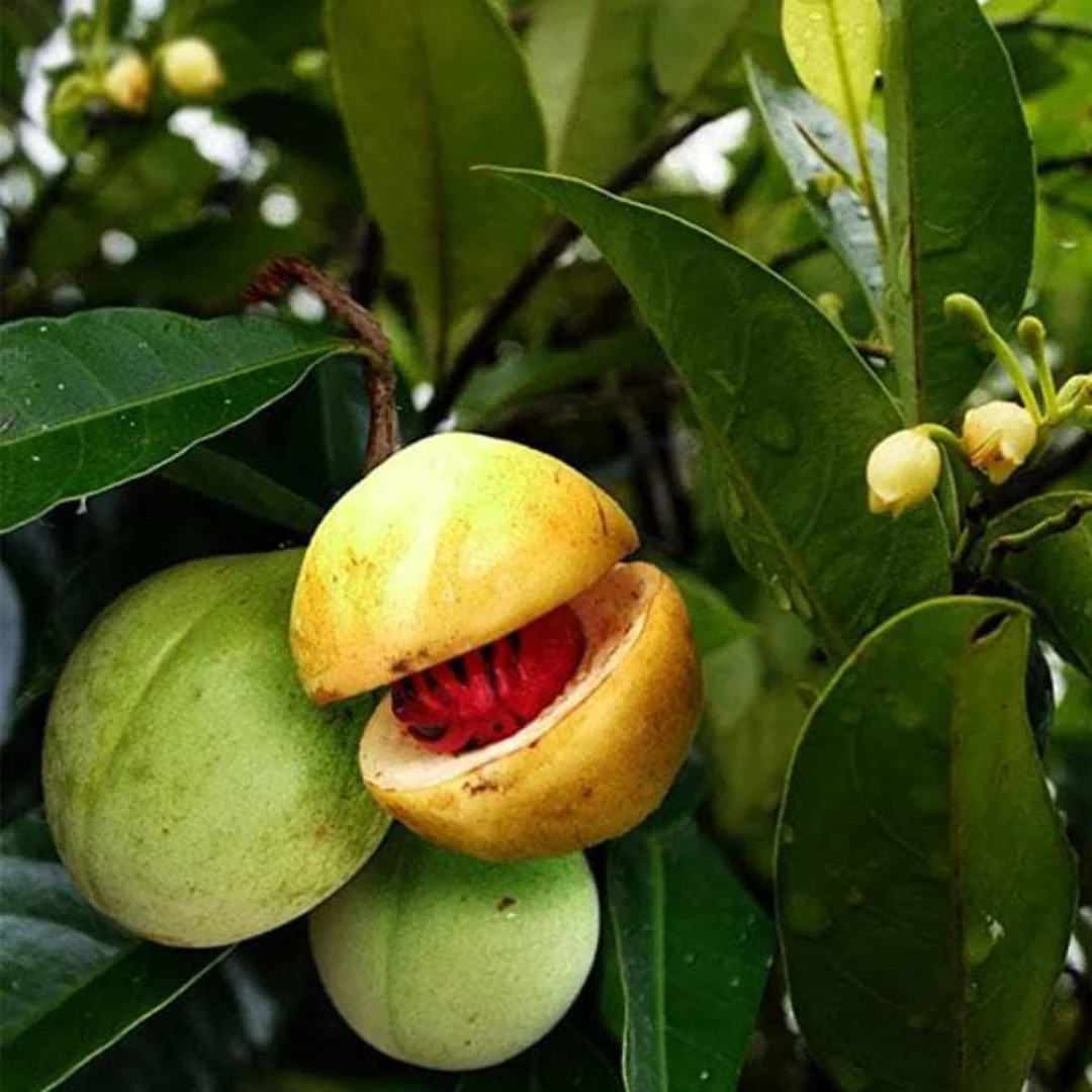 Nutmeg Tree Seeds - Image 6