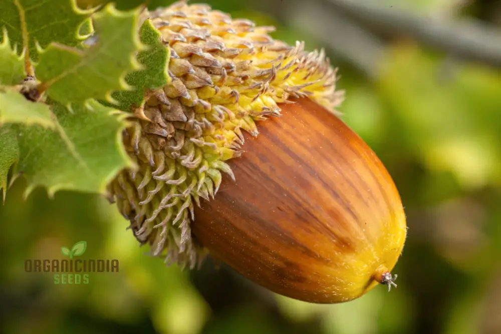 Oak Tree Plant Seeds for Gardening Enthusiasts | Grow Majestic Oaks in Your Garden | High-Quality Oak Seeds for Gardening Success
