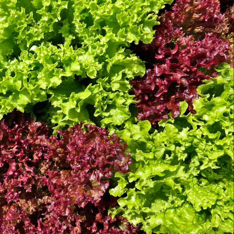 Oakleaf Lettuce Seeds (Green & Red) – Heirloom Variety for Home Gardens