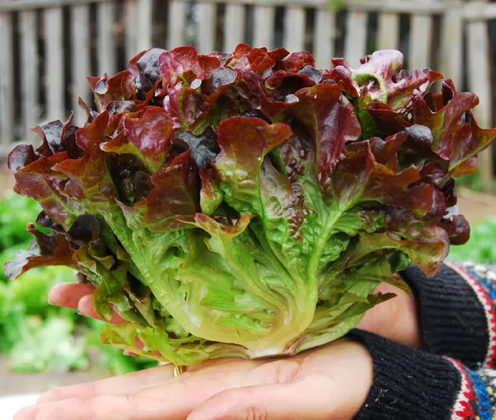 Oakleaf Lettuce Seeds (Green & Red) – Heirloom Variety for Home Gardens - Image 2