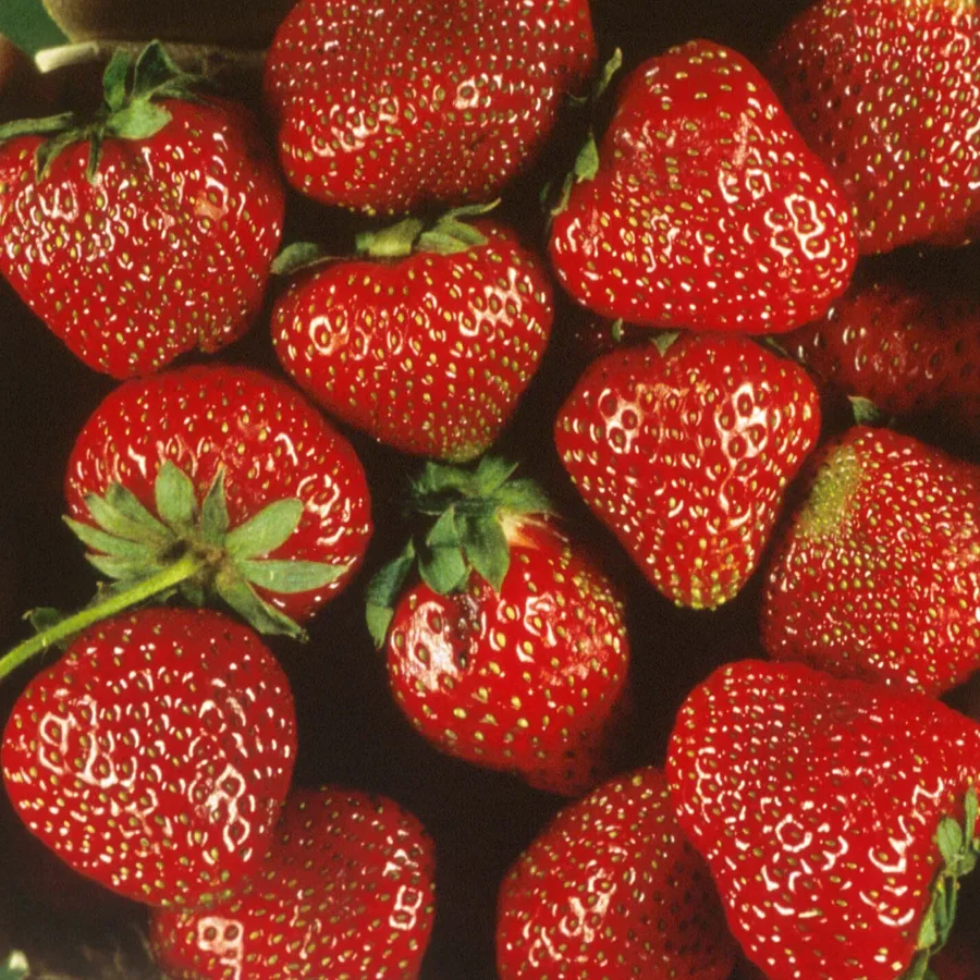 Ogallala Strawberry Seeds for Planting – Everbearing, Hardy & Sweet Berries - Image 3