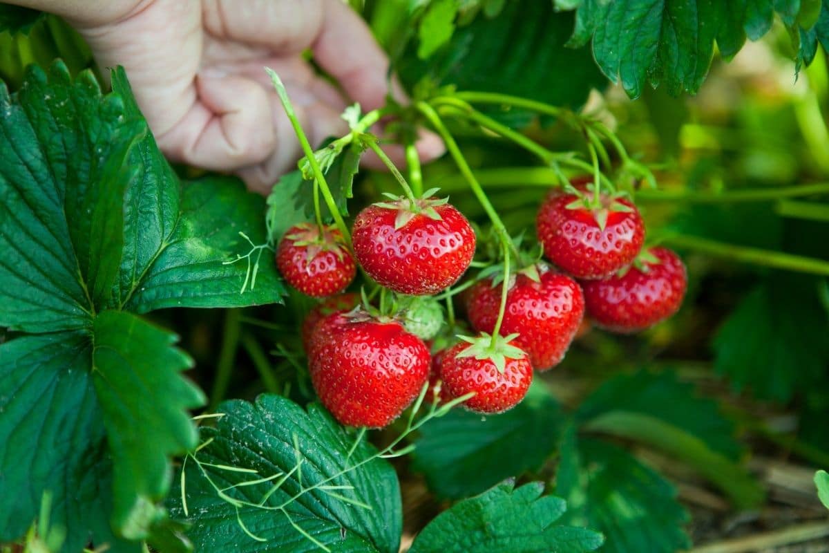Ogallala Strawberry Seeds for Planting – Everbearing, Hardy & Sweet Berries - Image 4