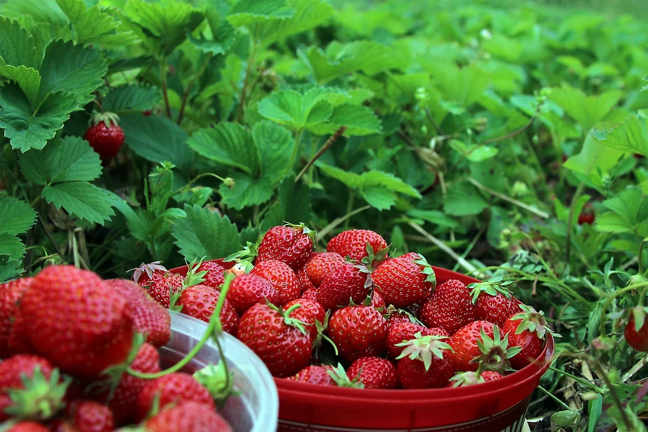 Ogallala Strawberry Seeds for Planting – Everbearing, Hardy & Sweet Berries - Image 6