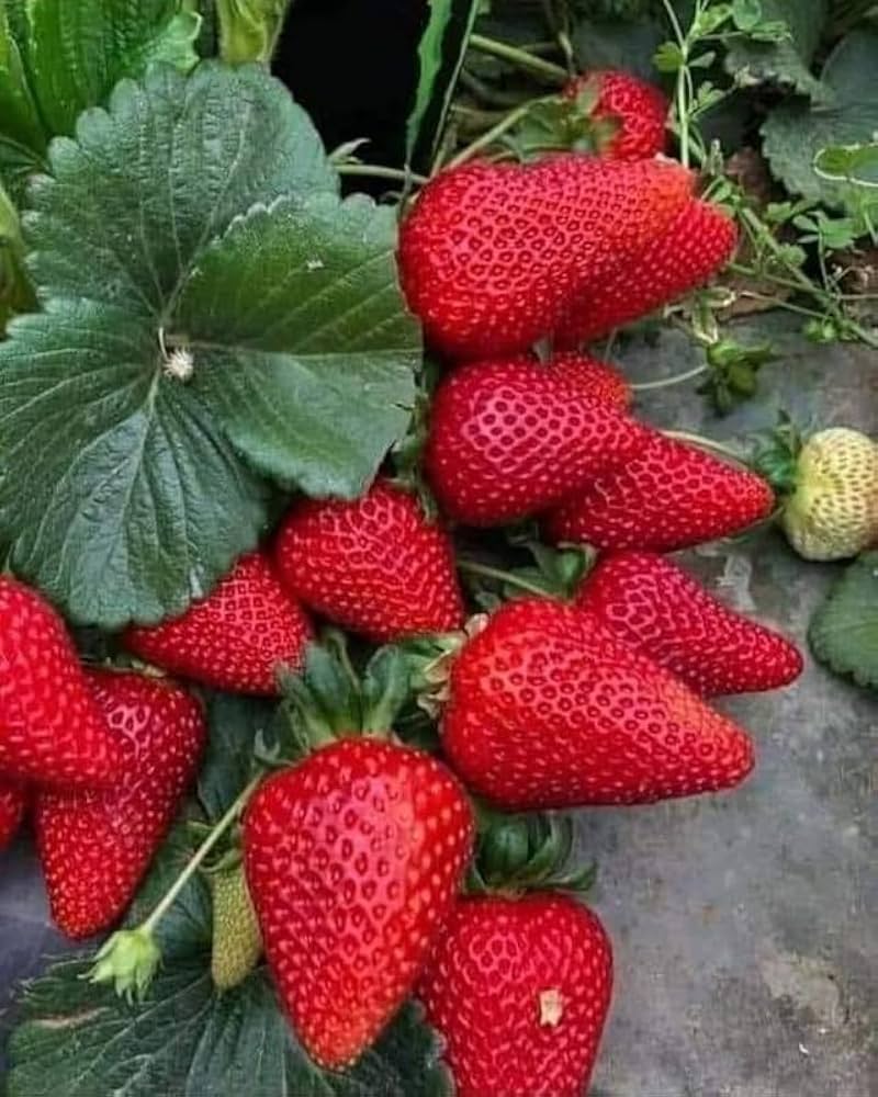 Ogallala Strawberry Seeds for Planting – Everbearing, Hardy & Sweet Berries - Image 7
