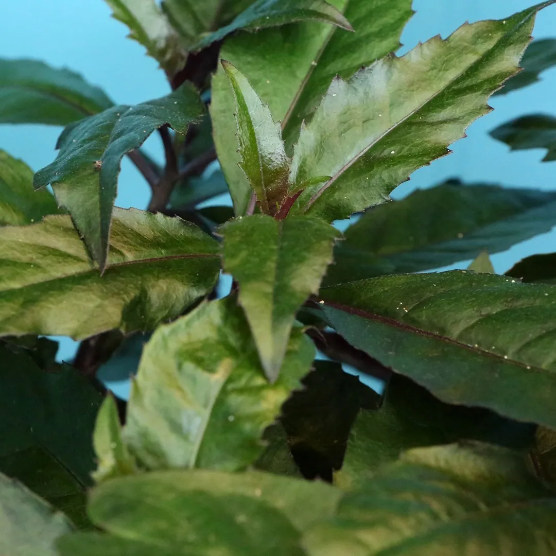 Okinawa Spinach (Gynura bicolor) Seeds – Nutritious & Easy-to-Grow Leafy Green - Image 2