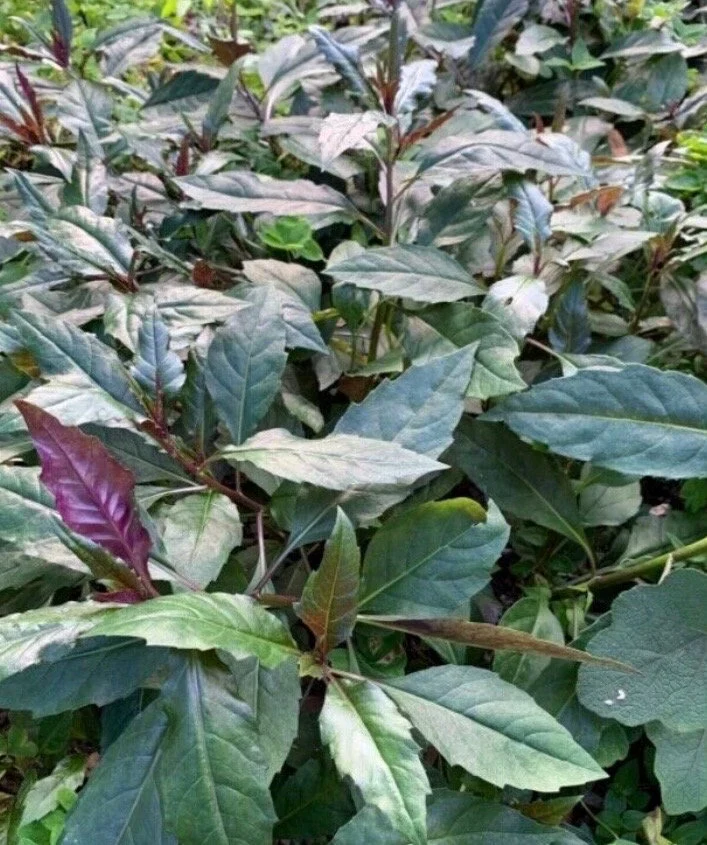 Okinawa Spinach (Gynura bicolor) Seeds – Nutritious & Easy-to-Grow Leafy Green - Image 3