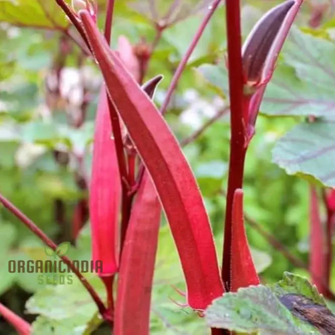 Okra Bhindi Scarlet Red Seeds for Planting, Exotic Heirloom Vegetable Seeds for Vibrant Red Okra, Perfect for Home Gardens