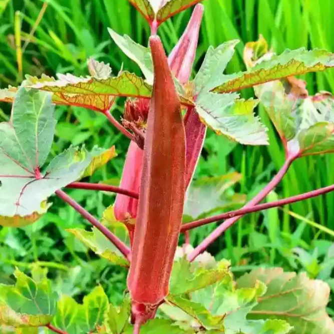 Okra Bhindi Scarlet Red Seeds for Planting, Exotic Heirloom Vegetable Seeds for Vibrant Red Okra, Perfect for Home Gardens - Image 3