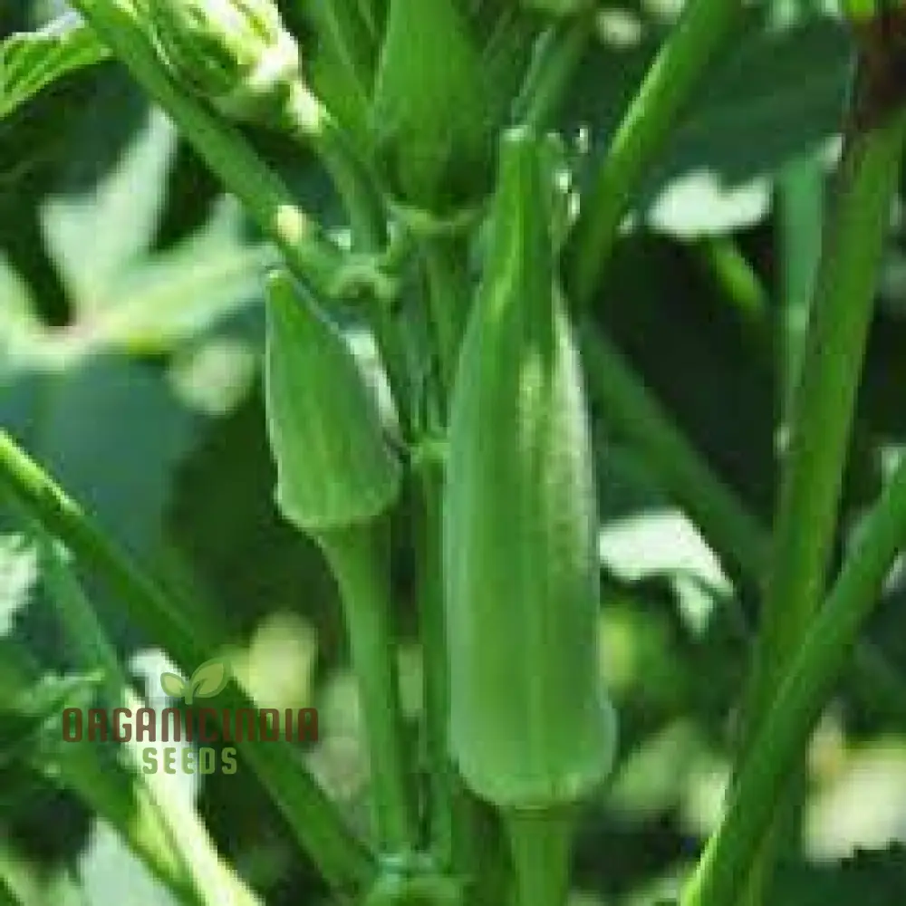 Okra - Heirloom Mix Seeds for Planting and Gardening - Premium Quality Non-GMO Varieties - Image 3