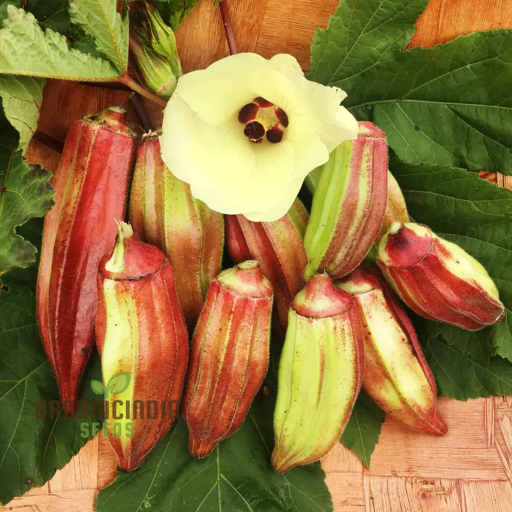 Okra, Hill Country Red Vegetable Seeds, Cultivating Flavorful Harvests with Expert Planting and Gardening