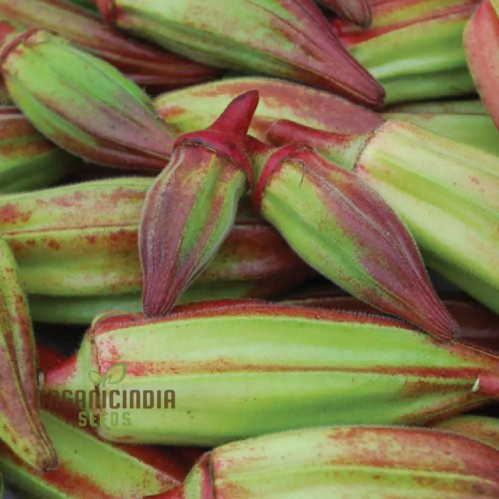 Okra, Hill Country Red Vegetable Seeds, Cultivating Flavorful Harvests with Expert Planting and Gardening - Image 3