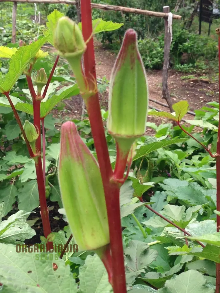 Okra, Hill Country Red Vegetable Seeds, Cultivating Flavorful Harvests with Expert Planting and Gardening - Image 4