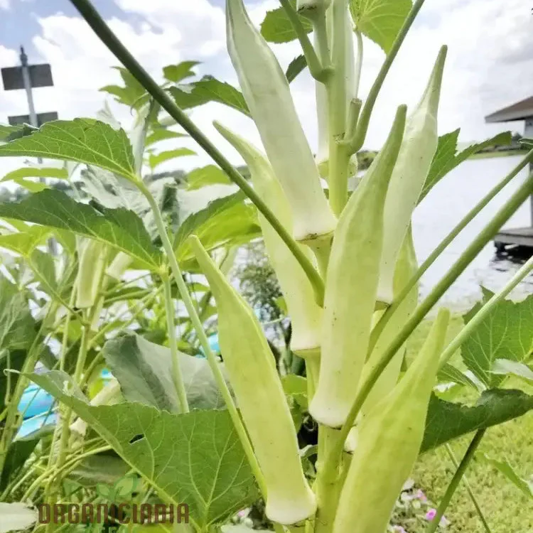 Okra, Silver Queen Vegetable Seeds, Growing Flavorful Harvests with Expert Planting and Gardening