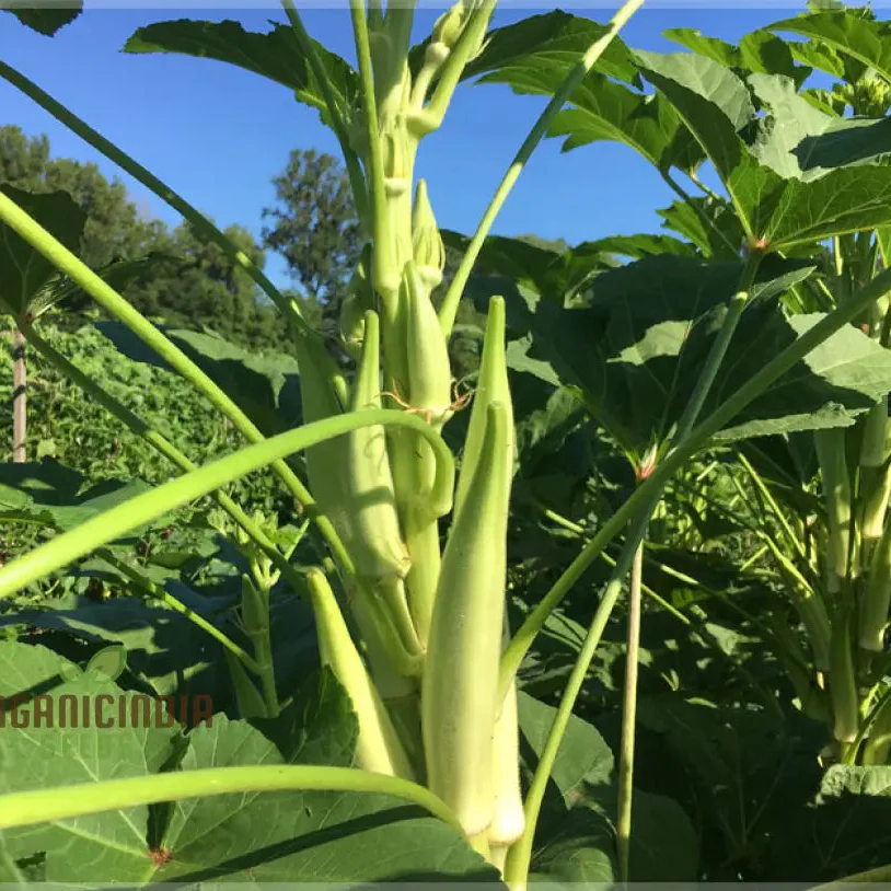 Okra, Silver Queen Vegetable Seeds, Growing Flavorful Harvests with Expert Planting and Gardening - Image 3