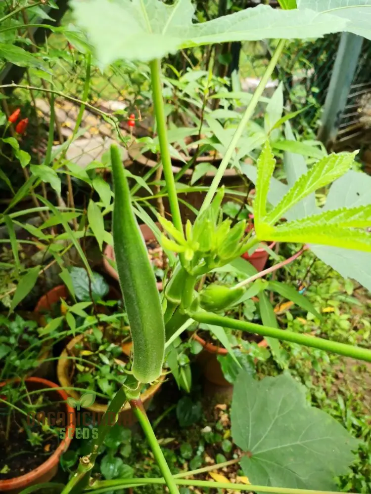Okra, Silver Queen Vegetable Seeds, Growing Flavorful Harvests with Expert Planting and Gardening - Image 4