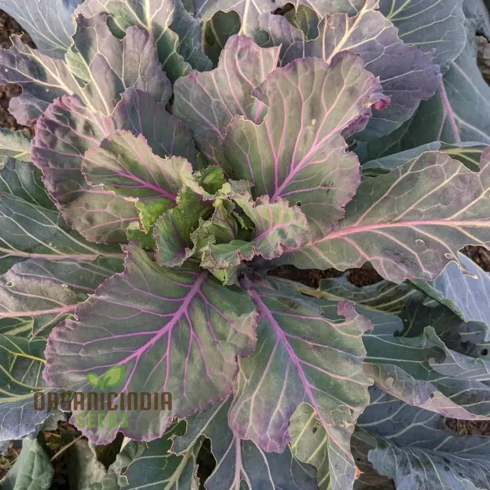 Ole Timey Blue Collards Vegetable Seeds, High-Quality Seeds for Gardening Enthusiasts, Explore Our Diverse Seed Collection